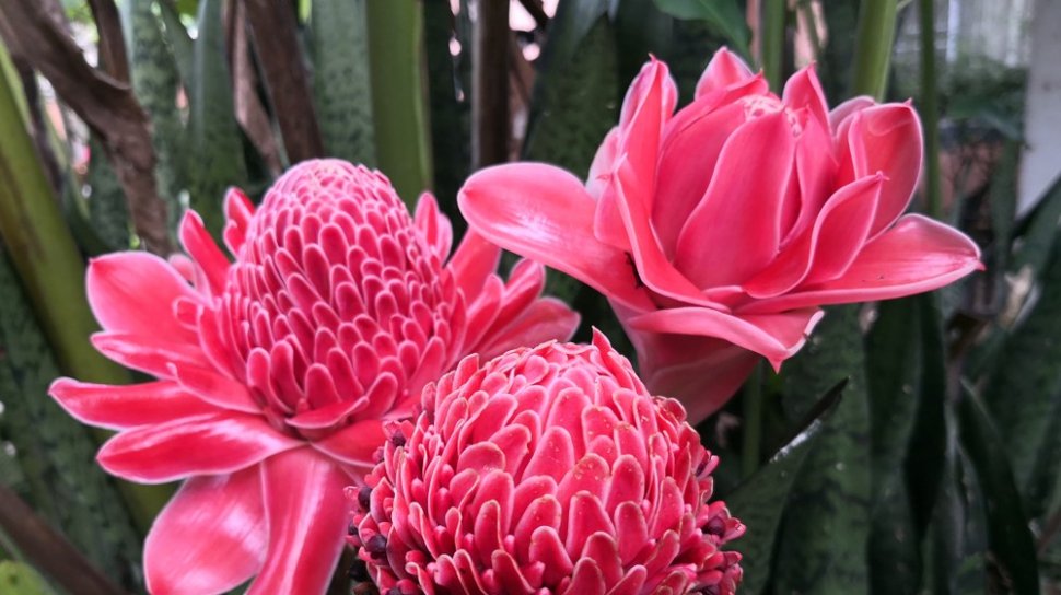 Bunga Kecombrang: Si Cantik Beraroma Khas dengan 7 Khasiat Luar Biasa untuk Kesehatan